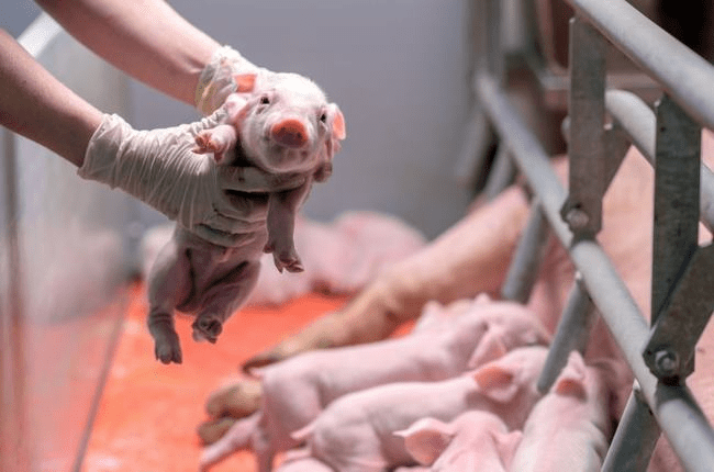 随处可见的猪肉都是“进口猪”，我国本土猪都去哪啦？